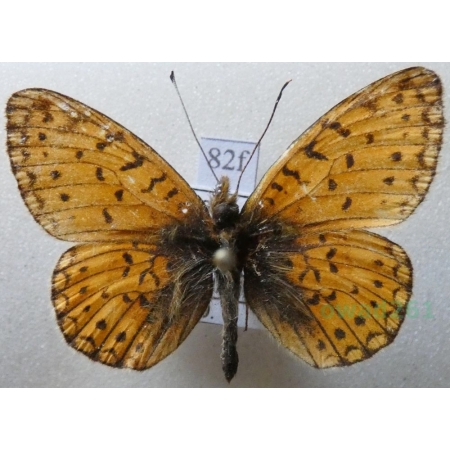 Boloria pales (Denis & Schiffermüller, 1775) Dostojka pales Russia82f